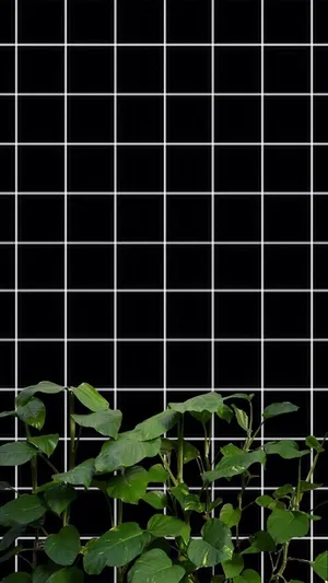 Black And White With Plants Grid Aesthetic Wallpaper