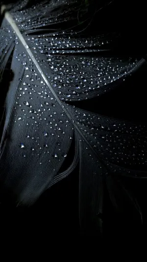 Black Android Feather Wallpaper