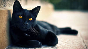 Black Animal Lying Cat Wallpaper