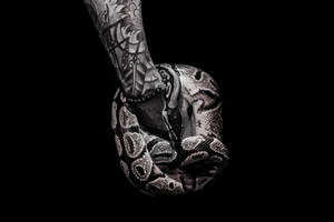 Black Background Snake Wallpaper