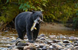 Black Bear Biting Fish Wallpaper