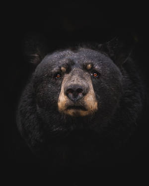 Black Bear Cell Phone Image Wallpaper