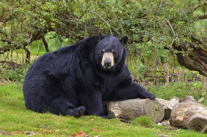 Black Bear Hand On Log Wallpaper