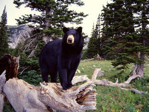 Black Bear Perched Atop Tree Trunk Wallpaper
