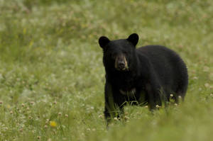 Black Bear Standing Out Against Grass Wallpaper