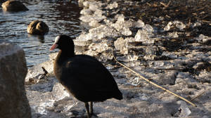 Black Beautiful Birds Wallpaper