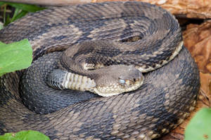 Black Brown Common Timber Rattler Snake Wallpaper