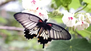 Black Butterfly With White Interspaces Wallpaper