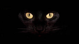 Black Cat Cool 4k Wallpaper