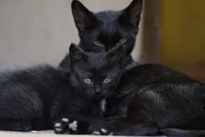 Black Cat Family Animals Wallpaper