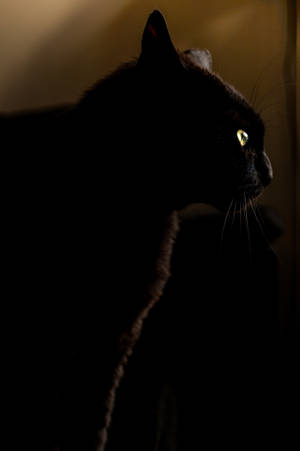 Black Cat On Dark Anime Wallpaper