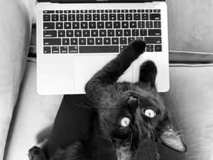 Black Cat Typing On Laptop Wallpaper