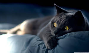 Black Cat Wide Eyes Wallpaper