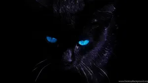 Black Cat With Blue Eyes Wallpaper