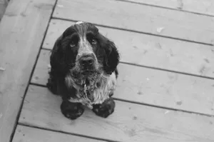 Black Cocker Spaniel Dog Puppy Eyes Wallpaper