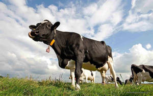 Black Cow With Yellow Tag Wallpaper