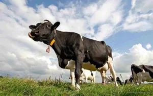 Black Cow With Yellow Tag Wallpaper