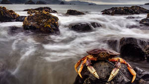 Black Crab On Rock Wallpaper