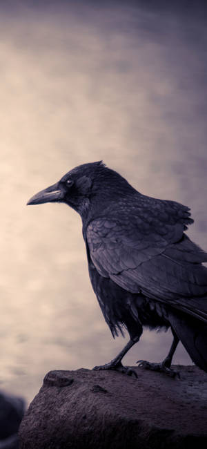 Black Crow Bird Iphone 13 Pro Wallpaper