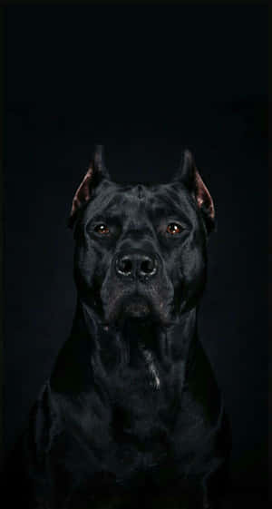 Black Dog Pitbull Portrait Wallpaper