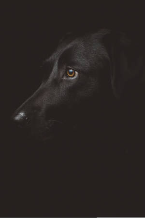 Black Dog Top Iphone Wallpaper