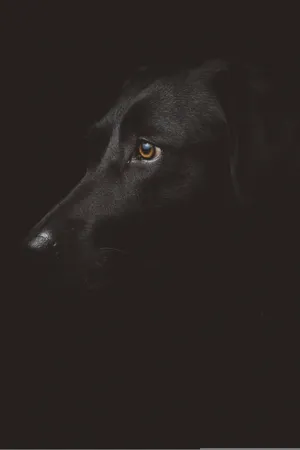 Black Dog Top Iphone Wallpaper