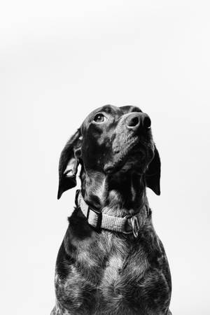 Black Dog With Collar Wallpaper