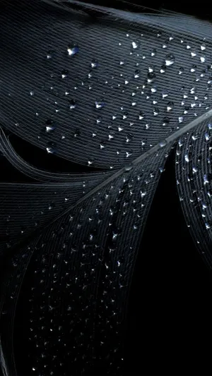 Black Feather Galaxy Note 4 Wallpaper