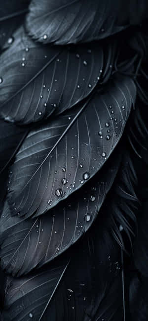 Black Feathers Water Droplets Detail Wallpaper