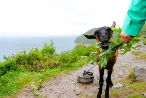 Black Goat Cute Desktop Wallpaper