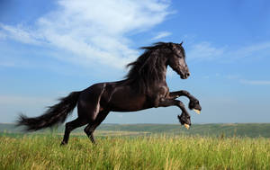 Black Horse Animal Running Through Grassland Wallpaper