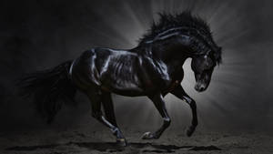 Black Horse Animal Wallpaper