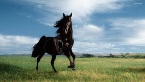 Black Horse In A Pasture Wallpaper