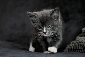 Black Kitten With White Paws Wallpaper