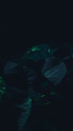 Black Leaves Dark Green Iphone Wallpaper
