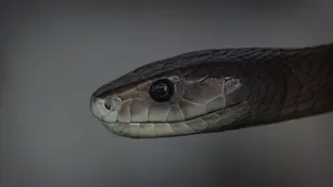 Black Mamba Snake Fuzzy Gray Background Wallpaper