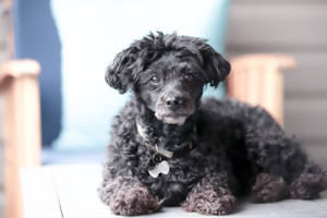 Black Miniature Poodle Puppy Wallpaper