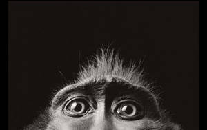 Black Monkey Enormous Glistening Eyes Wallpaper