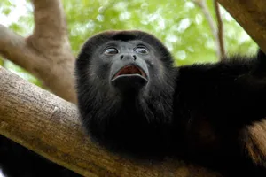 Black Monkey Looking Scared Wallpaper