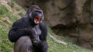 Black Monkey Roaring Loudly Wallpaper