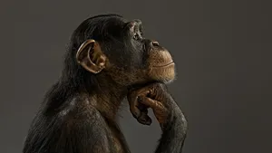 Black Monkey Thinking Pose Wallpaper
