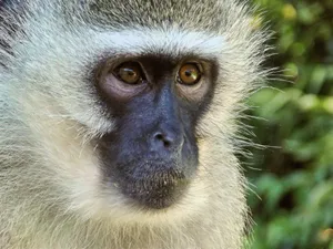 Black Monkey White Hair Face Wallpaper