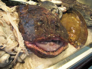 Black Monkfish Market Wallpaper