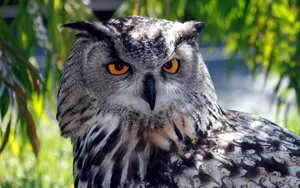Black Owl Under Tree Close Up Wallpaper