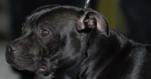 Black Pitbull On A Leash Wallpaper