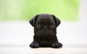 Black Pug Peeking Wallpaper