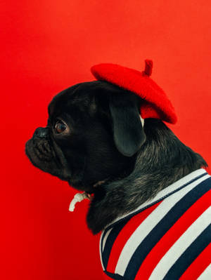 Black Pug Wearing Red Wallpaper