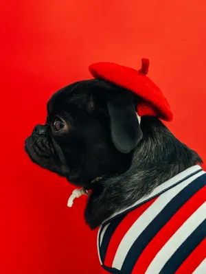 Black Pug Wearing Red Wallpaper
