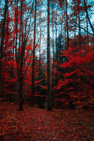 Black Red 4k Day Forest Wallpaper