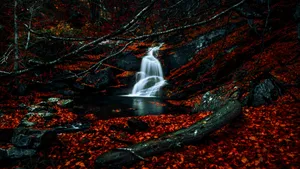 Black Red 4k Forest Wallpaper